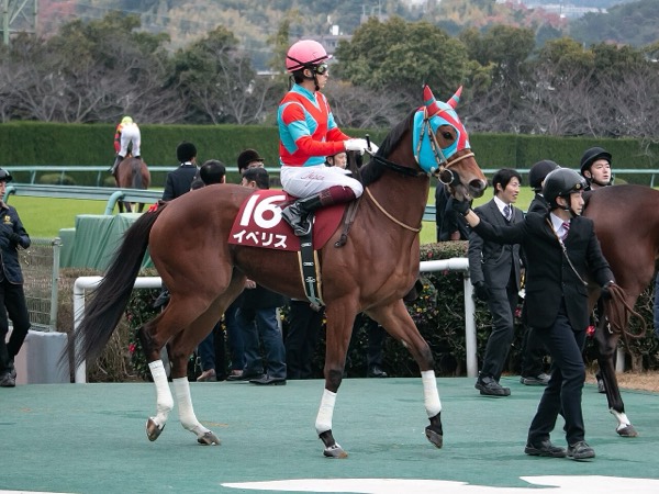 イベリス