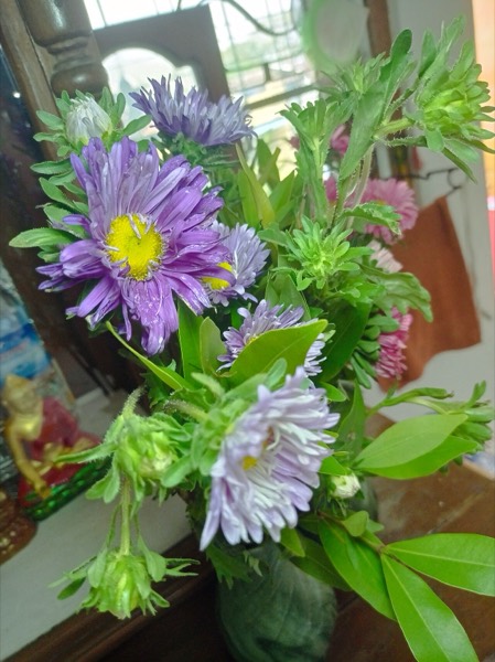 アスター
