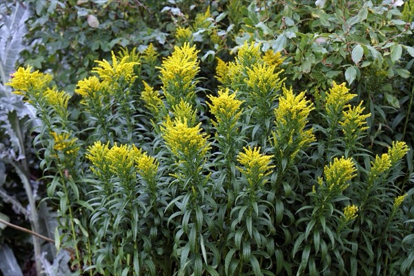 ソリダスター